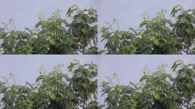 野生亚历山大鹦鹉聚集在树丛中