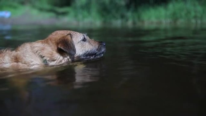 狗在河里游泳，狗在水里玩耍，