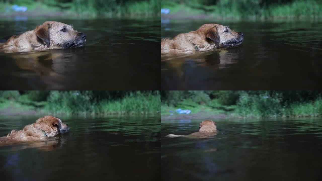 狗在河里游泳，狗在水里玩耍，