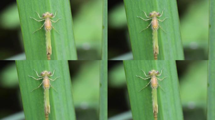 天蓝色豆娘 (Coenagrion puella) 新甲藻和分泌物