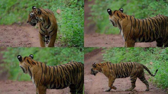 一只年轻的母老虎在慢动作中漫步并标记她的领土