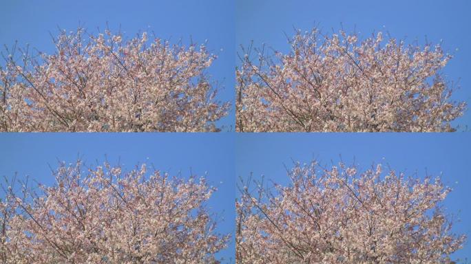 湛蓝的天空下樱花唯美空镜浪漫慢动作