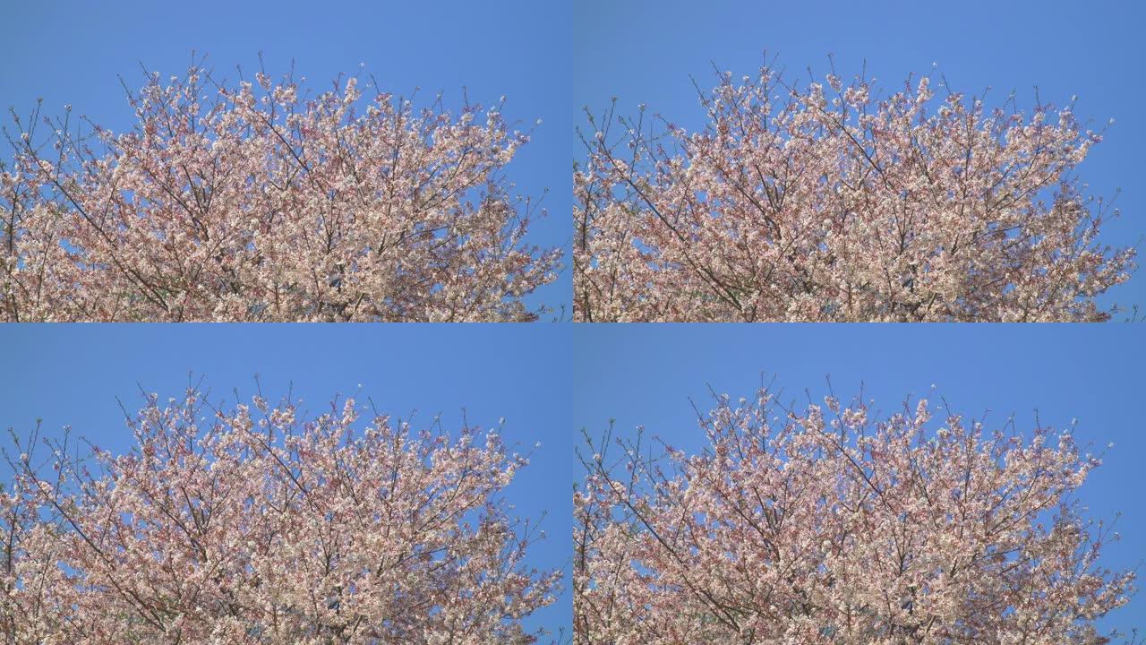 湛蓝的天空下樱花唯美空镜浪漫慢动作