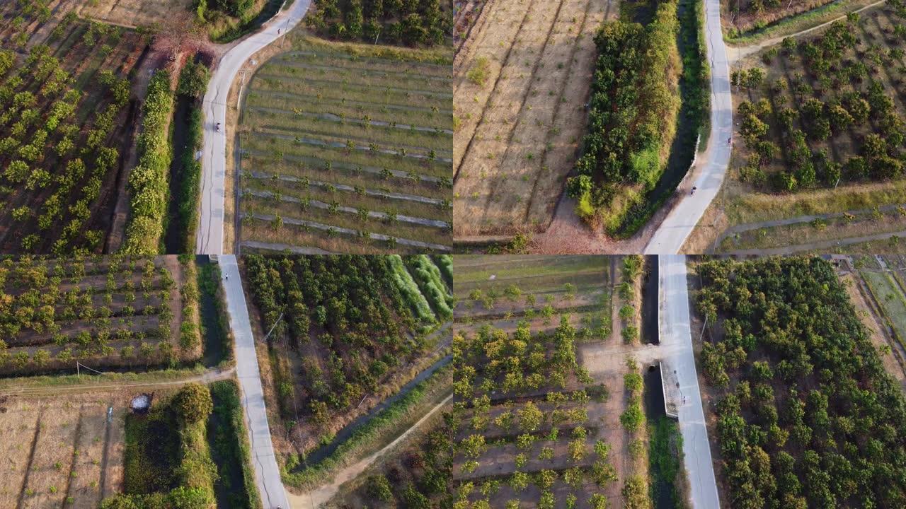 在晴朗的日子里，一条穿过农业区的道路的鸟瞰图，道路两边都有田野和庄稼。俯视图在早晨的乡村道路上俯视。