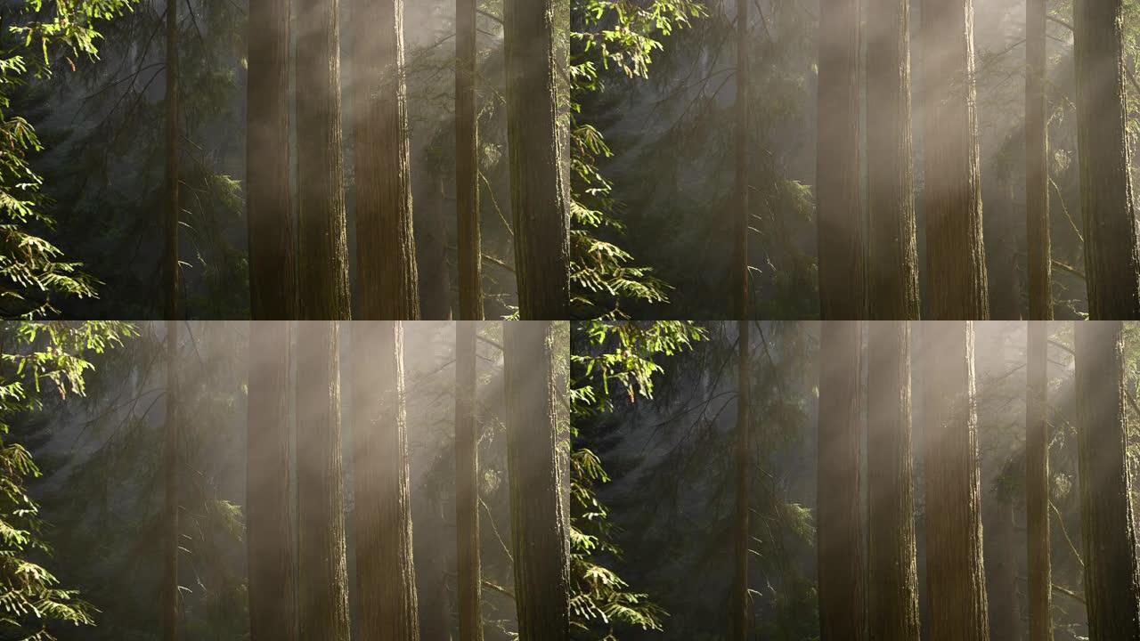 风景秀丽的红木雨林被晨雾覆盖