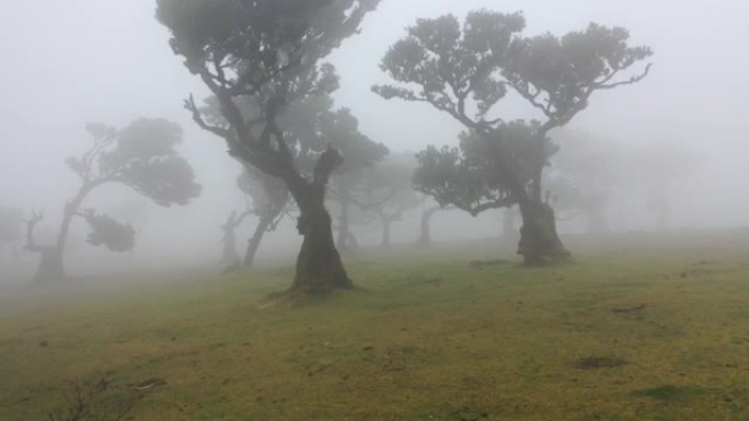 马德拉的法纳尔森林中的精彩视频，一些枯树和史诗般的雾在4k中席卷草地。