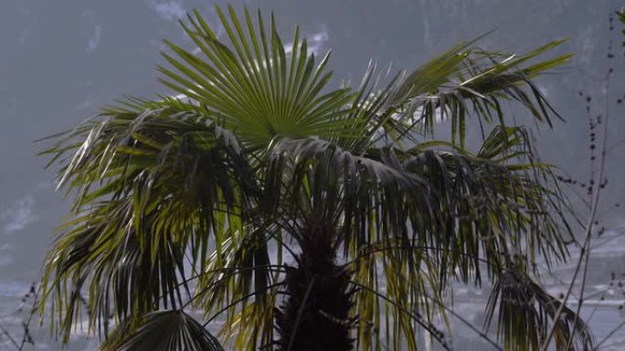 在4k拍摄的大风天，阴天下的一棵棕榈树的特写镜头