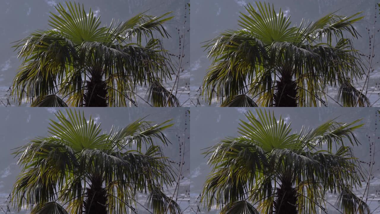在4k拍摄的大风天，阴天下的一棵棕榈树的特写镜头