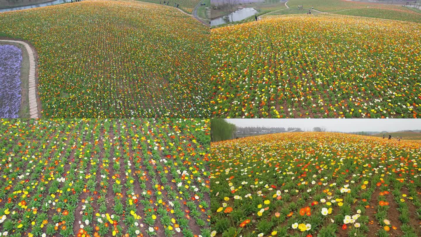 江苏句容 旅游城市花海景区