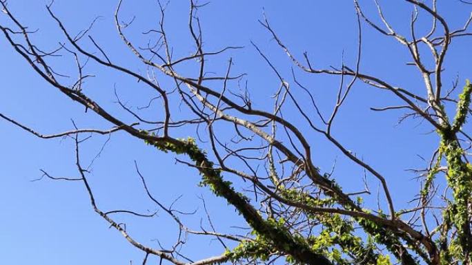 平静的蓝天下半干的树枝