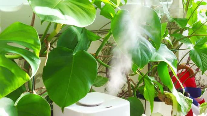 一种用于加湿空气的白色装置在盆栽室内植物附近工作。