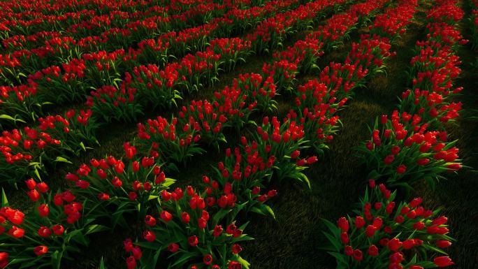 花海 玫瑰花 高清风景 红色花 一片花地