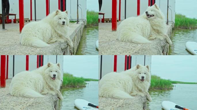 巨大的狗萨摩耶品种，长长的白色毛皮在海边的船上行走和放松。狗看起来像一只白熊。