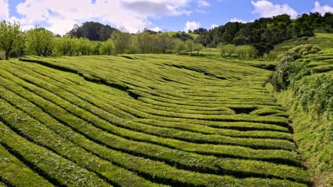 Hedge rows of tea shrubs in Chá Gorreana plantatio