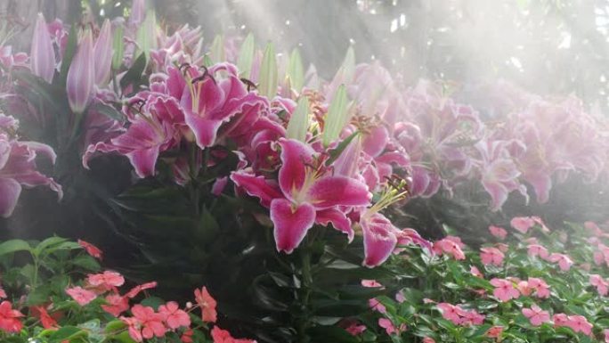 虎百合 (百合)。观赏植物，雾中的夏季花园