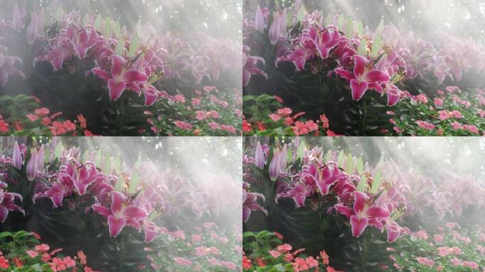 虎百合 (百合)。观赏植物，雾中的夏季花园