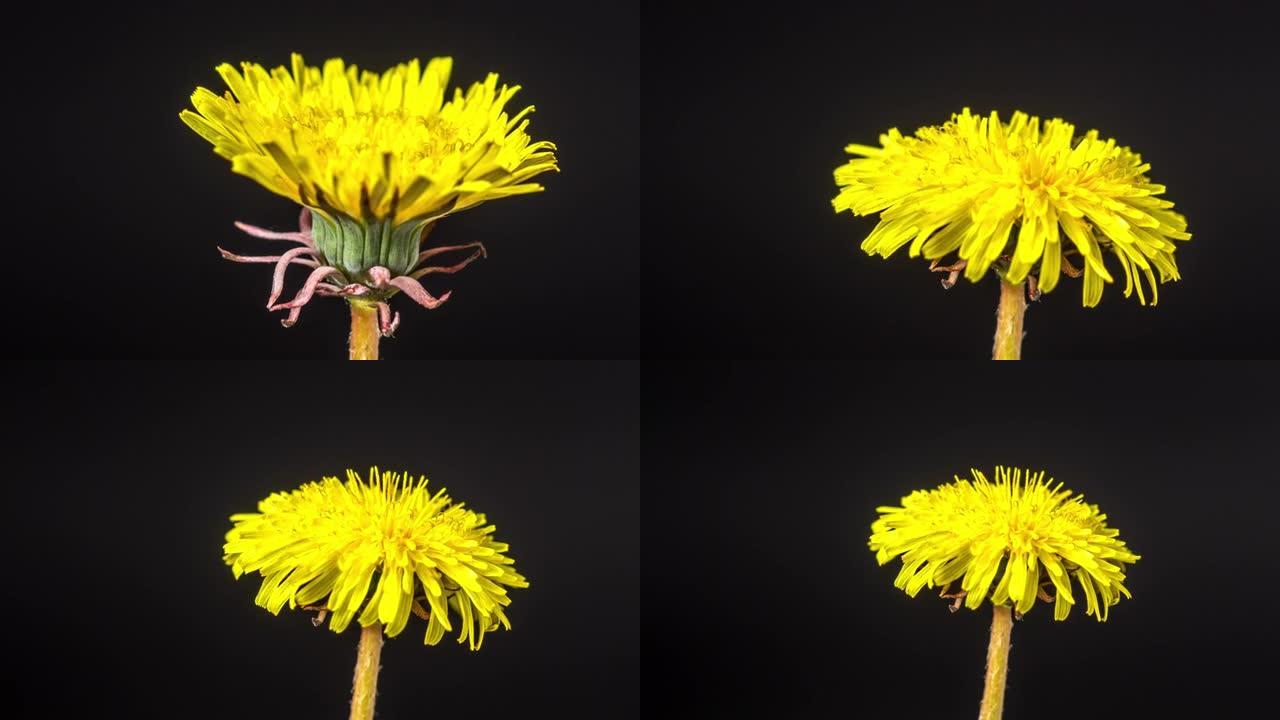 4k延时的黄色丹达利翁花开并在黑色背景上生长。蒲公英盛开的花。