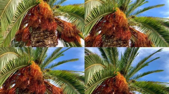 棕榈树顶在强烈的蓝天下。在棕榈树下散步。放松和积极的时刻。版本12