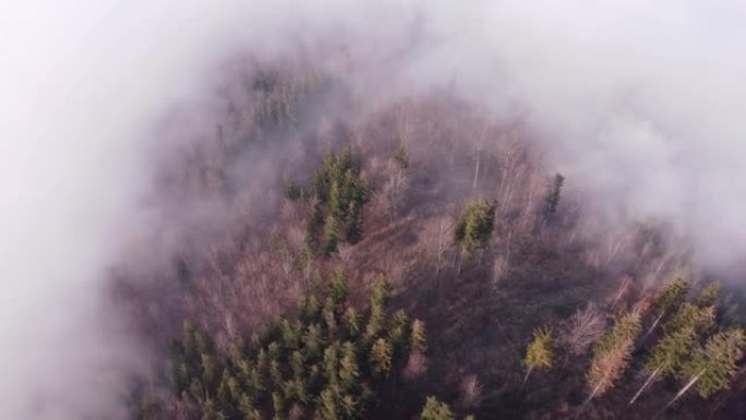 针叶林从紧贴低地的不透水晨雾中崛起。在未触及的景观上鸟瞰图。4k视频。捷克共和国