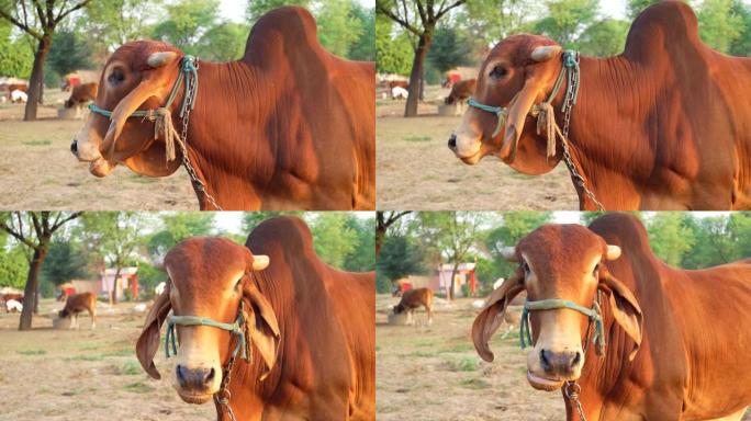 Gir或Gyr ox是起源于印度的主要Zebu品种之一。