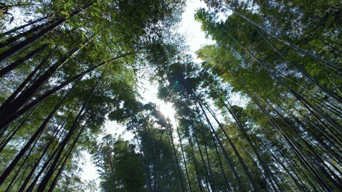 仰拍竹林 竹林间的太阳 移拍