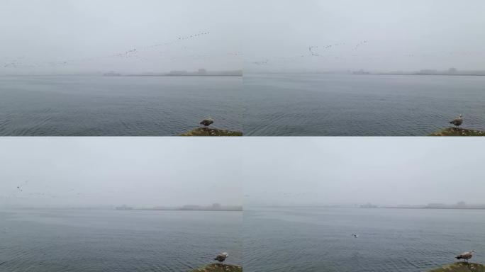 在朦胧的天气里，一大群鸟飞过基尔港。前景是港口墙上的海鸥。