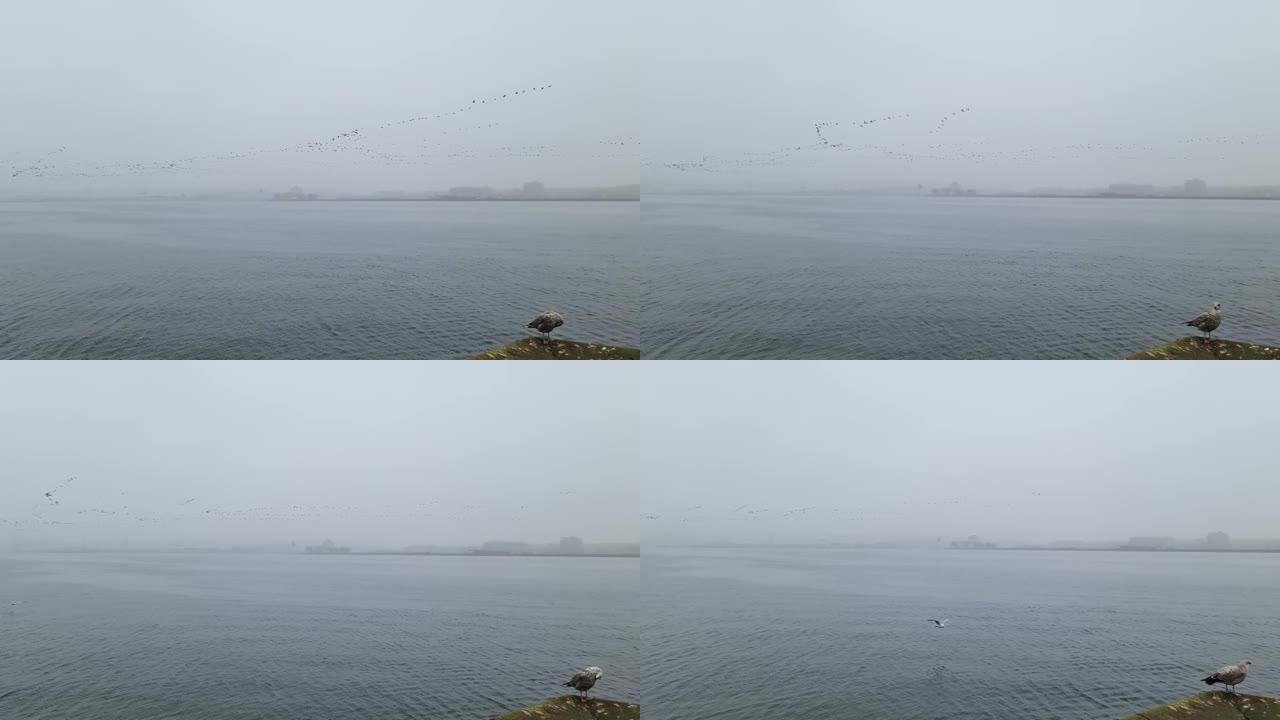 在朦胧的天气里，一大群鸟飞过基尔港。前景是港口墙上的海鸥。