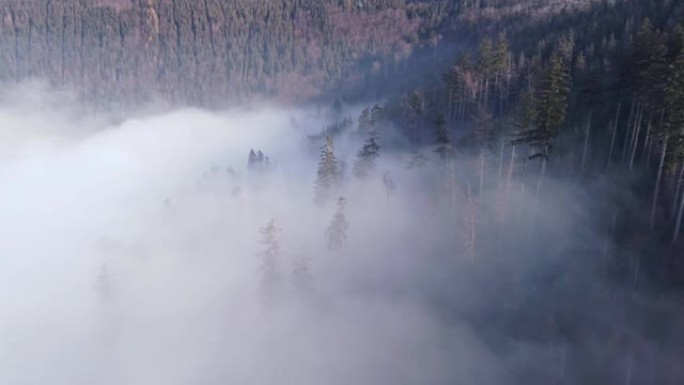 针叶林从紧贴低地的不透水晨雾中崛起。在未触及的景观上鸟瞰图。4k视频。捷克共和国