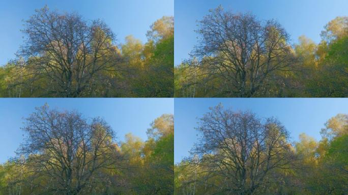美丽的秋天五颜六色的树木和蓝天。金色的秋天树木在蓝天的背景上。实时。