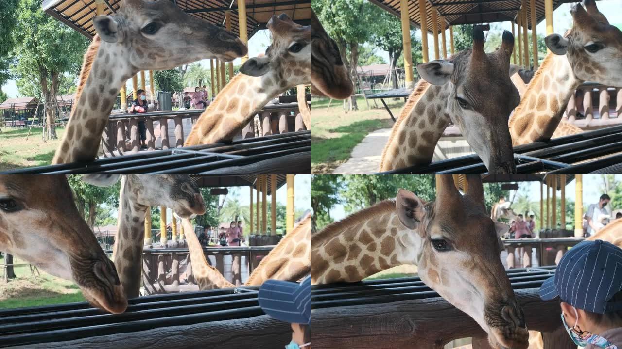 幼儿园男孩在动物园里给长颈鹿喂胡萝卜