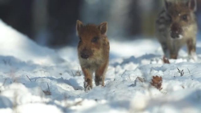特写杨斯野猪Sus scrofa，兴奋的小猪在深林里跑来跑去。自然栖息地毛茸茸动物的野生动物场景。在