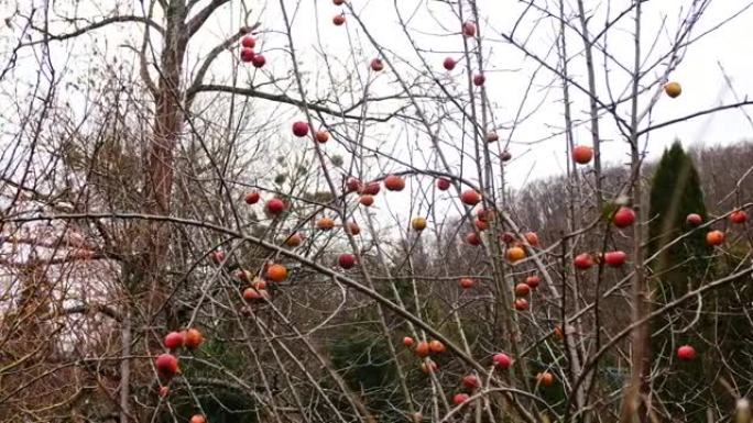 在寒冷的秋日，枯萎的腐烂的冻伤苹果挂在树枝上