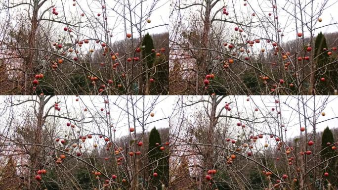 在寒冷的秋日，枯萎的腐烂的冻伤苹果挂在树枝上