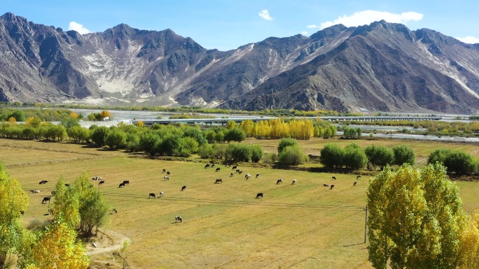 黄草 秋色 秋景 树叶变黄 秋意寒风微风