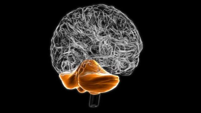 脑小脑解剖医学概念3D动画