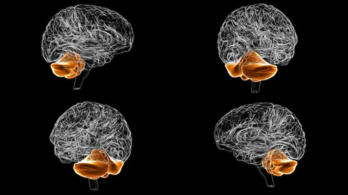 脑小脑解剖医学概念3D动画