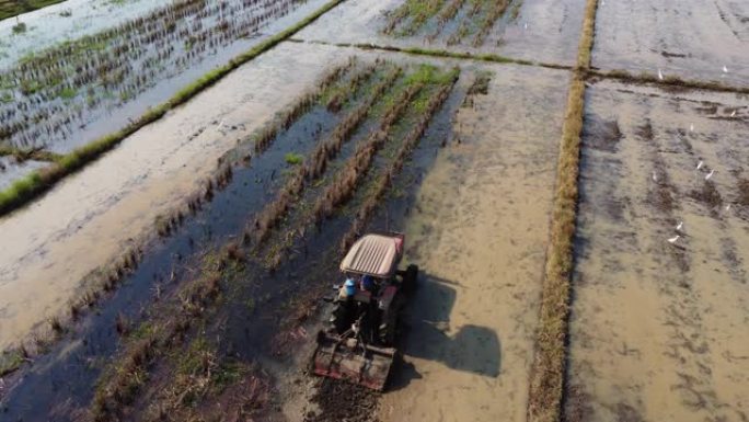 红色拖拉机农民的鸟瞰图为种稻准备土地，鸟儿飞来飞去。农民在稻田里用拖拉机工作。大型农业产业格局。