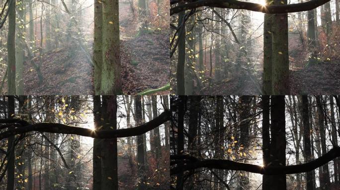 秋天森林中的老山毛榉树视频