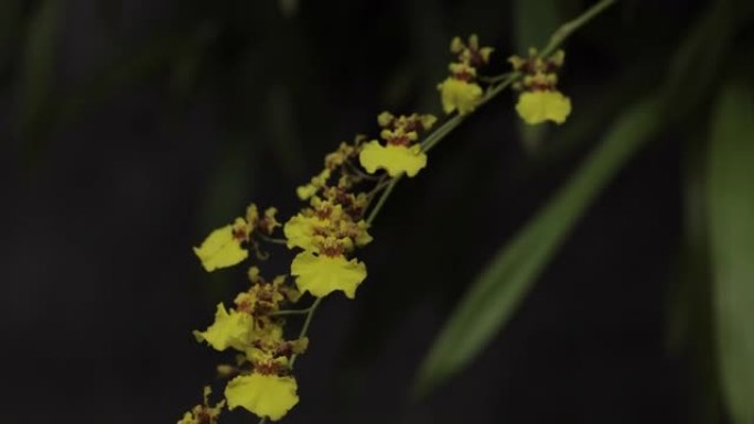 彩色兰花，康提，斯里兰卡