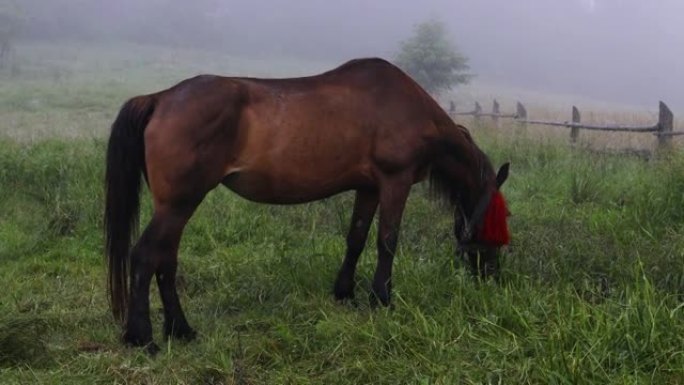 日出时，孤独的棕色马站在草地上的雾中