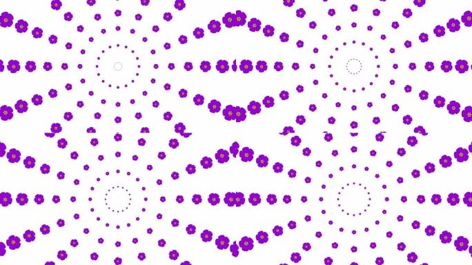 从中心开始动画增加紫罗兰美丽的花圈。花卉背景。循环视频。春天的概念。矢量插图孤立在白色背景上。