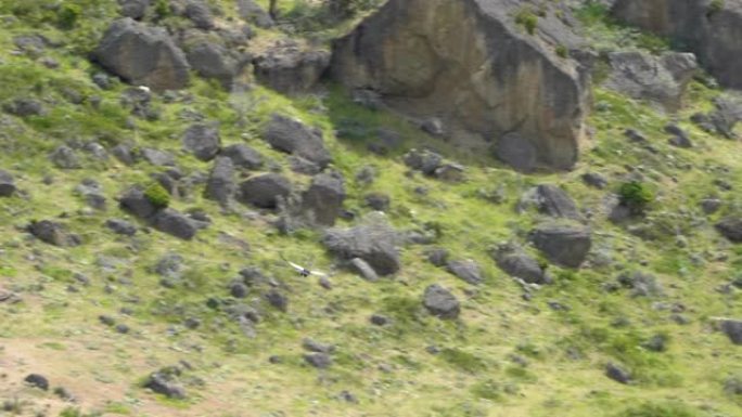 安第斯神鹰秃鹰，最大的飞鸟gultur gryphus，在南美洲智利巴塔哥尼亚的Torres del