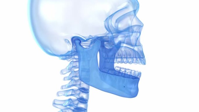 颞下颌关节问题。医学上精确的3D动画
