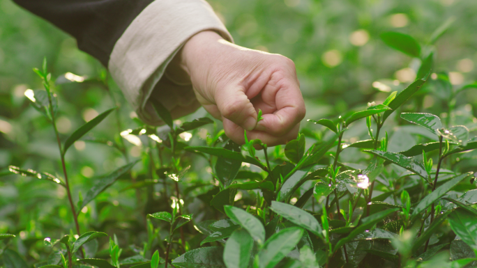 茶叶茶园采茶剪茶修茶茶场茶