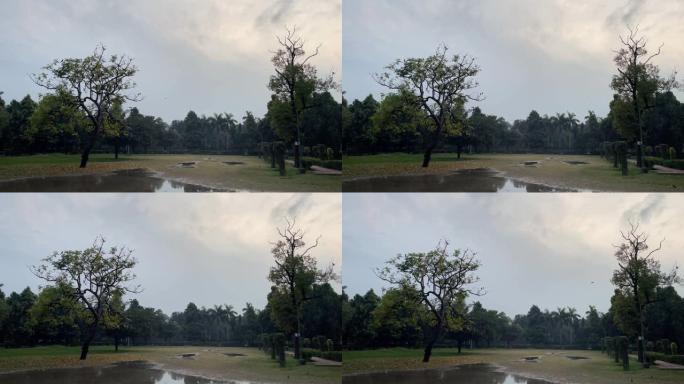 公园里沼泽潮湿的地面，灰蒙蒙的天空下有树木