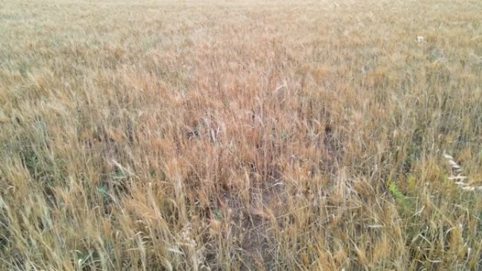 日落时的小麦农场土地