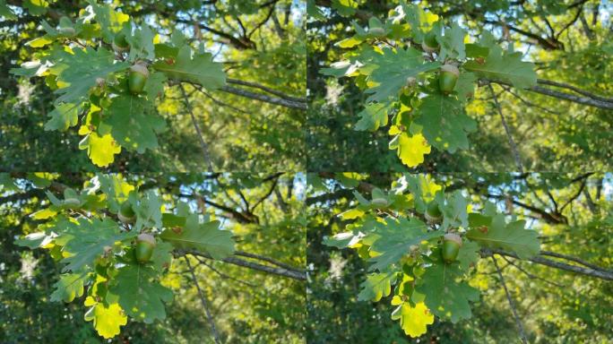 橡子果实在森林的橡树树枝上。秋天的自然背景。