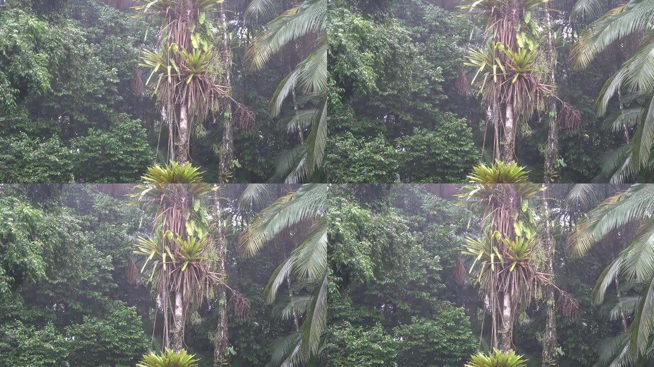 雨林中的雨