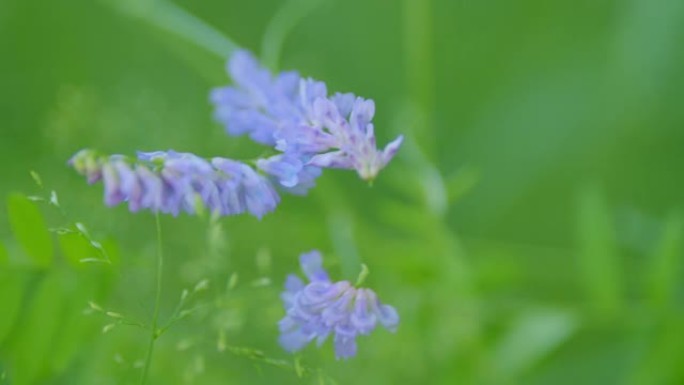 簇绒紫云英。簇绒紫云英或野豌豆的紫色花。