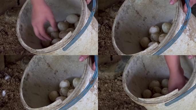 用于Balut生产的绿头鸭蛋
